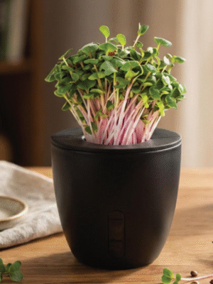 Terra Self Watering Plant Pot